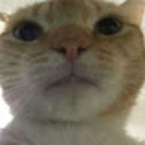 Meet your Posher, Cooper